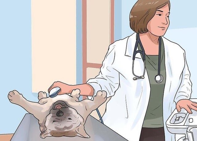 Safely Caring for Your Male Dog