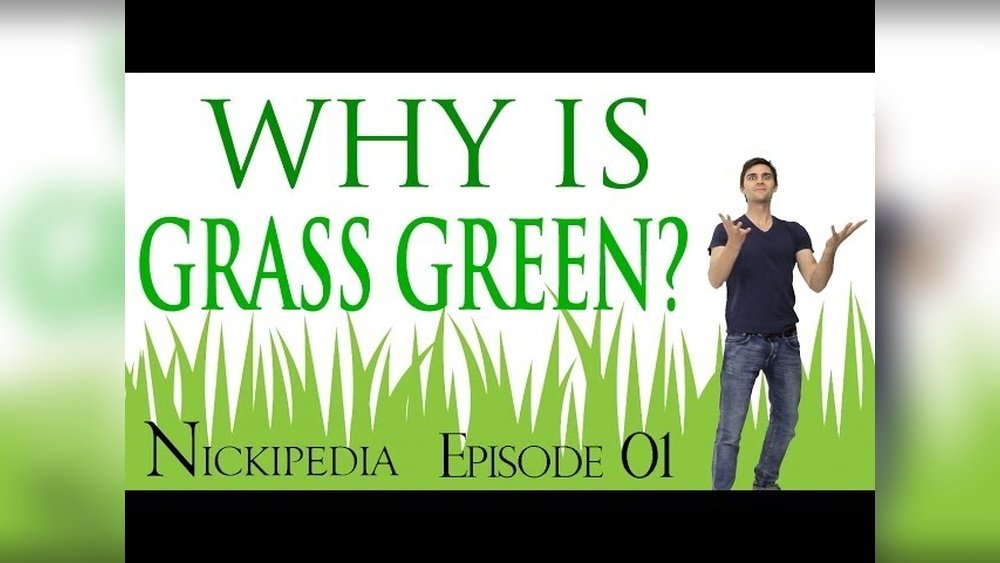 Why is Grass Green -Ai